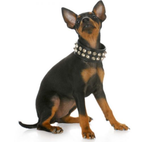 Manchester Terrier